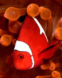 Half a clown, twice the laughter. (Maroon clownfish in or... by Michael Canzoniero 